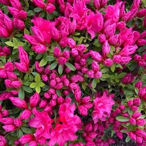 Meet your Posher, Celia